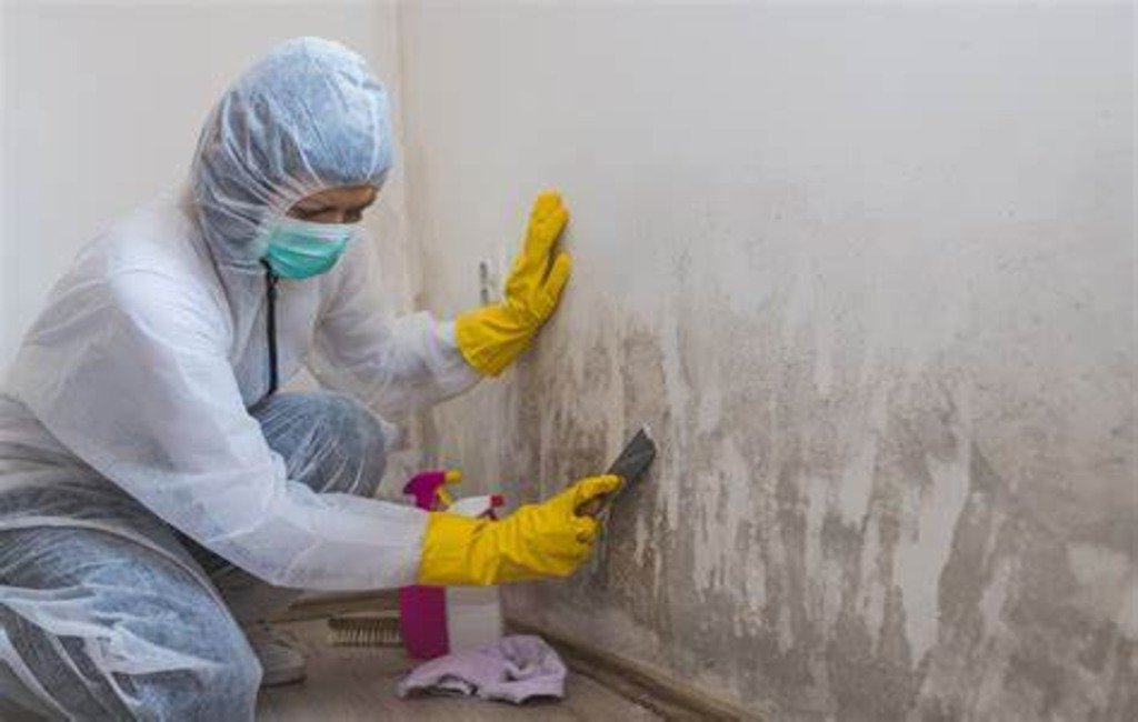 Best mould cleaning services with advanced equipment and a skilled team by Cleanify in Tauranga